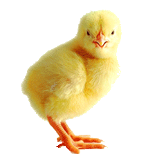 chick5